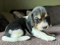 Paisley , a female Beagle for sale in Fordland, MO – 3 of 10