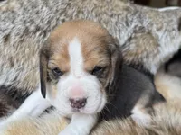Scout, a male Beagle for sale in Fordland, MO – 7 of 10