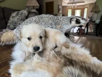 Beau-blue , a male Golden Retriever for sale in Fordland, MO – 9 of 9