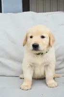 Molly-green, a female Golden Retriever for sale in Fordland, MO – 4 of 6