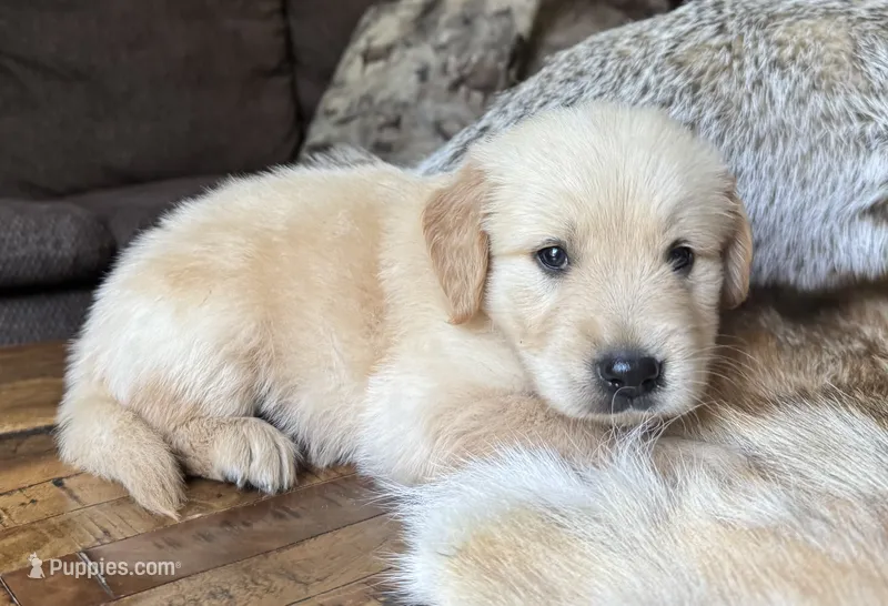 Beau-blue  – Golden Retriever puppy for sale in Fordland, MO