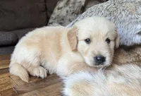 Beau-blue , a male Golden Retriever for sale in Fordland, MO – 5 of 9
