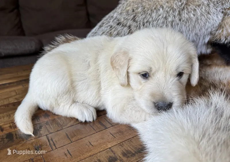 Koda-dk green  – Golden Retriever puppy for sale in Fordland, MO