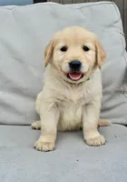 Molly-green, a female Golden Retriever for sale in Fordland, MO – 1 of 6