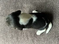 Paisley , a female Beagle for sale in Fordland, MO – 5 of 10