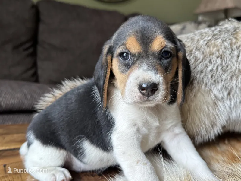 Paisley  – Beagle puppy for sale in Fordland, MO