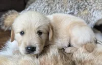 Beau-blue , a male Golden Retriever for sale in Fordland, MO – 1 of 9