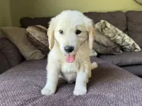 Cody-green, a male Golden Retriever for sale in Fordland, MO – 1 of 9