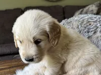 Rocky-red, a male Golden Retriever for sale in Fordland, MO – 2 of 10
