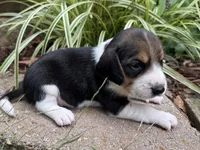 Scout, a male Beagle for sale in Fordland, MO – 7 of 10
