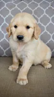 Jack , a male Golden Retriever for sale in Fordland, MO – 2 of 3