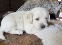 Koda-dk green , a male Golden Retriever for sale in Fordland, MO – 4 of 10