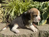 Scout, a male Beagle for sale in Fordland, MO – 6 of 10