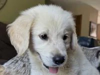 Cody-green, a male Golden Retriever for sale in Fordland, MO – 7 of 9