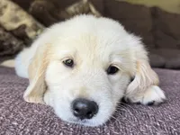 Cody-green, a male Golden Retriever for sale in Fordland, MO – 2 of 9