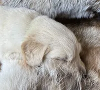 Cody-lt green, a male Golden Retriever for sale in Fordland, MO – 3 of 10