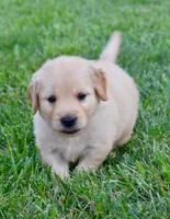 Rex, a male Golden Retriever for sale in Fordland, MO – 2 of 8