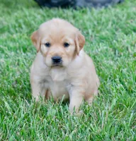 Molly, a female Golden Retriever for sale in Fordland, MO – 2 of 7