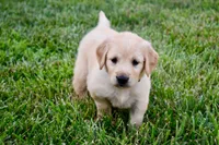 Honey, a female Golden Retriever for sale in Fordland, MO – 4 of 6
