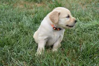 Daisy-Orange , a female Golden Retriever for sale in Fordland, MO – 5 of 6