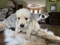 Beau-blue , a male Golden Retriever for sale in Fordland, MO – 8 of 9