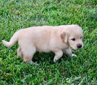 Tilly, a female Golden Retriever for sale in Fordland, MO – 5 of 8