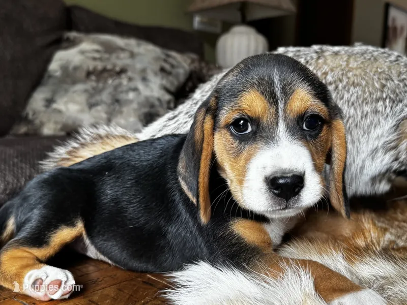 Jordy – Beagle puppy for sale in Fordland, MO