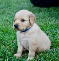 Duke, a male Golden Retriever for sale in Fordland, MO – 5 of 7