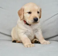 Rosie-red, a female Golden Retriever for sale in Fordland, MO – 2 of 4