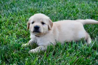 Rex, a male Golden Retriever for sale in Fordland, MO – 6 of 8