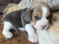 Paisley , a female Beagle for sale in Fordland, MO – 5 of 9