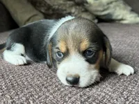 Scout, a male Beagle for sale in Fordland, MO – 4 of 10