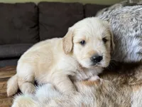 Rocky-red, a male Golden Retriever for sale in Fordland, MO – 7 of 10