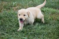 Daisy-Orange , a female Golden Retriever for sale in Fordland, MO – 3 of 6