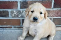 Jack, a male Golden Retriever for sale in Fordland, MO – 2 of 7
