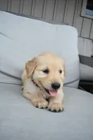 Daisy-Orange , a female Golden Retriever for sale in Fordland, MO – 4 of 6