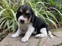 Paisley , a female Beagle for sale in Fordland, MO – 10 of 10