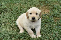 Rosie-red, a female Golden Retriever for sale in Fordland, MO – 3 of 4