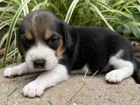 Scout, a male Beagle for sale in Fordland, MO – 9 of 10