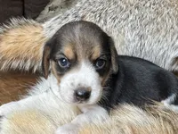 Scout, a male Beagle for sale in Fordland, MO – 5 of 10