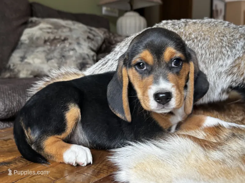 Champ – Beagle puppy for sale in Fordland, MO