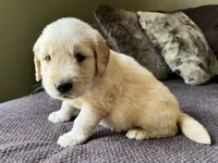 Rocky-red, a male Golden Retriever for sale in Fordland, MO – 8 of 10