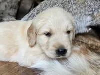 Rocky-red, a male Golden Retriever for sale in Fordland, MO – 4 of 10