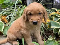 Bear-red, a male Golden Retriever for sale in Fordland, MO – 6 of 10