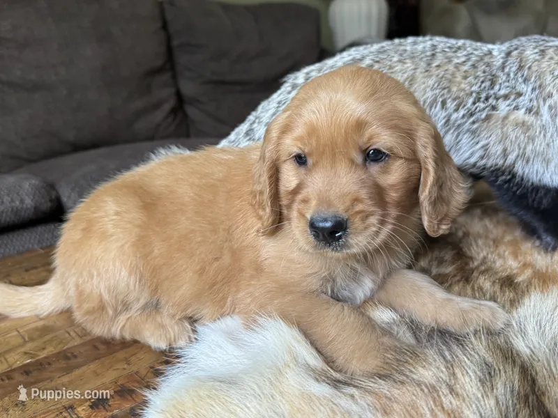 Bear-red – Golden Retriever puppy for sale in Fordland, MO