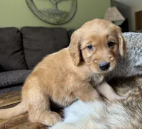 Bear-red, a male Golden Retriever for sale in Fordland, MO – 8 of 10