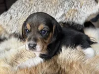 Tyler, a male Beagle for sale in Fordland, MO – 4 of 10