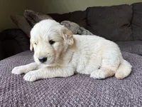 Pammy- purple , a female Golden Retriever for sale in Fordland, MO – 9 of 10