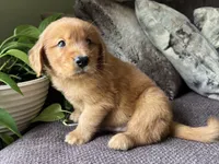 Max-gray, a male Golden Retriever for sale in Fordland, MO – 8 of 10
