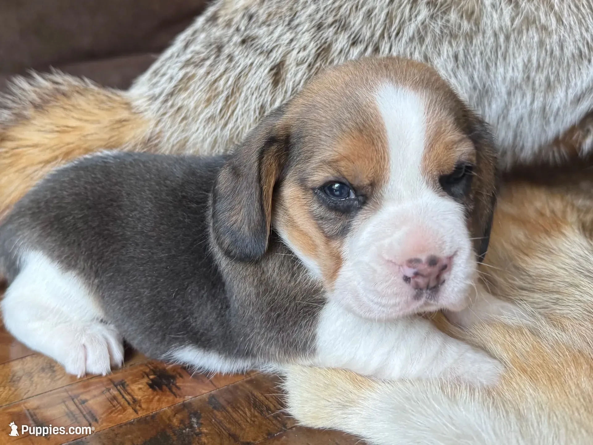 Paisley , a female Beagle for sale in Fordland, MO – 3 of 9